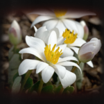 Bloodroot