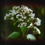 Boneset Herbal