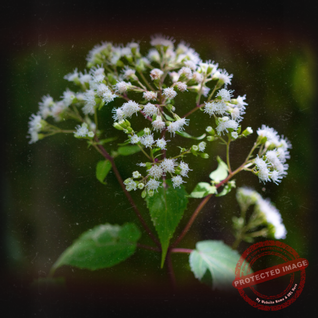 boneset-layout