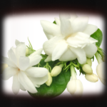 Jasmine Flower